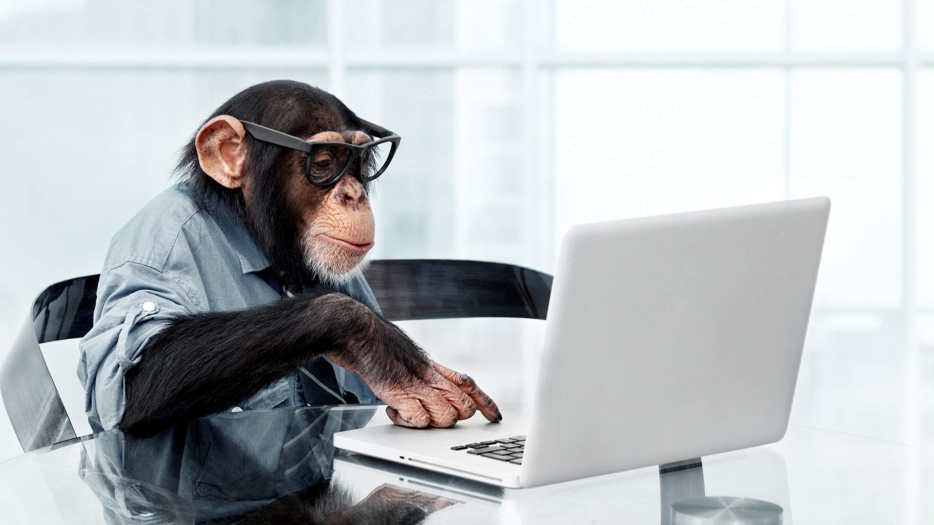 Monkey at a Computer